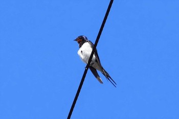 Barn Swallow 東京都 Sat, 7/10/2021