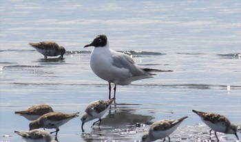 ユリカモメ ふなばし三番瀬海浜公園 2021年4月10日(土)