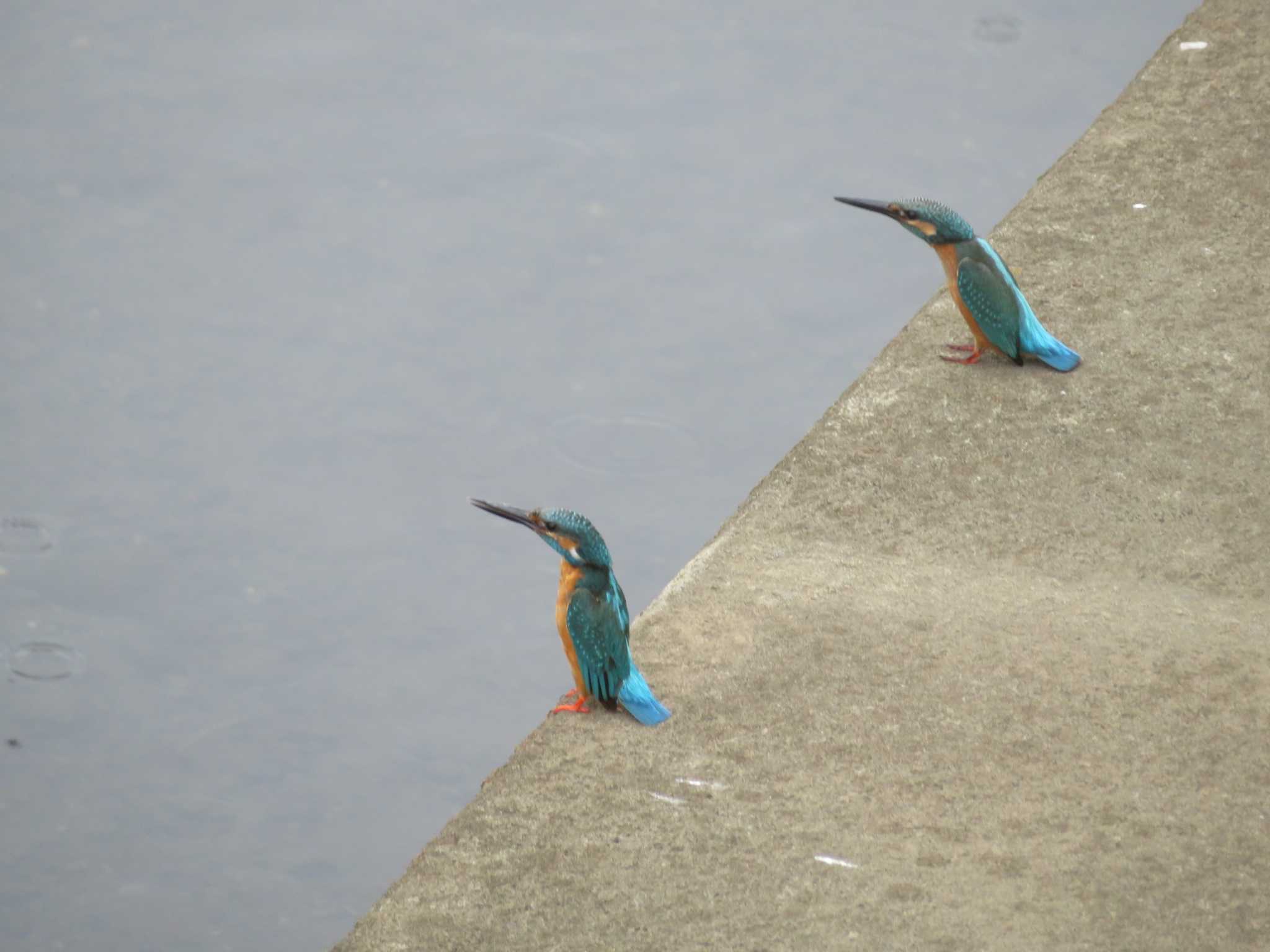 ペンギン立ちするカワセミ by もー