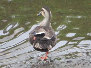 Eastern Spot-billed Duck 引地川親水公園 Thu, 7/8/2021