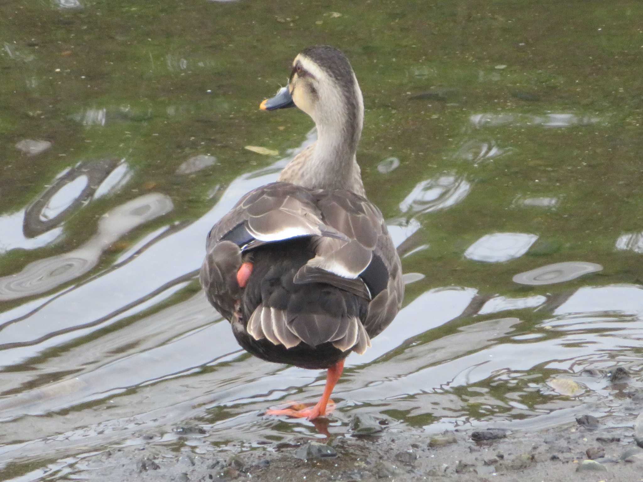 Photo of Eastern Spot-billed Duck at 引地川親水公園 by もー