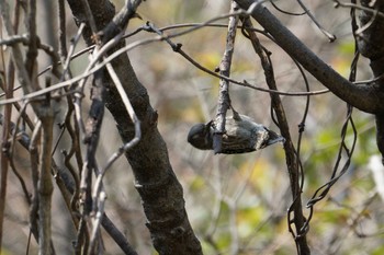 Japanese Pygmy Woodpecker 横浜自然観察の森 Tue, 3/28/2017