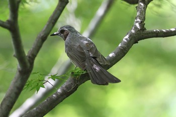 Brown-eared Bulbul 須磨離宮公園 Sun, 6/6/2021