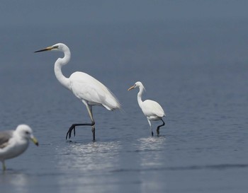 カラシラサギ ふなばし三番瀬海浜公園 2021年7月10日(土)