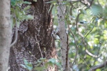 Japanese Pygmy Woodpecker 横浜自然観察の森 Tue, 3/28/2017