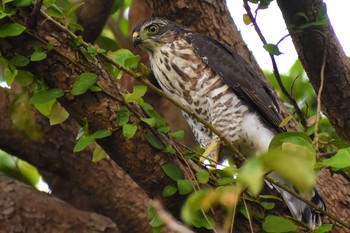 Japanese Sparrowhawk(iwasakii) 那覇市 Sat, 7/10/2021