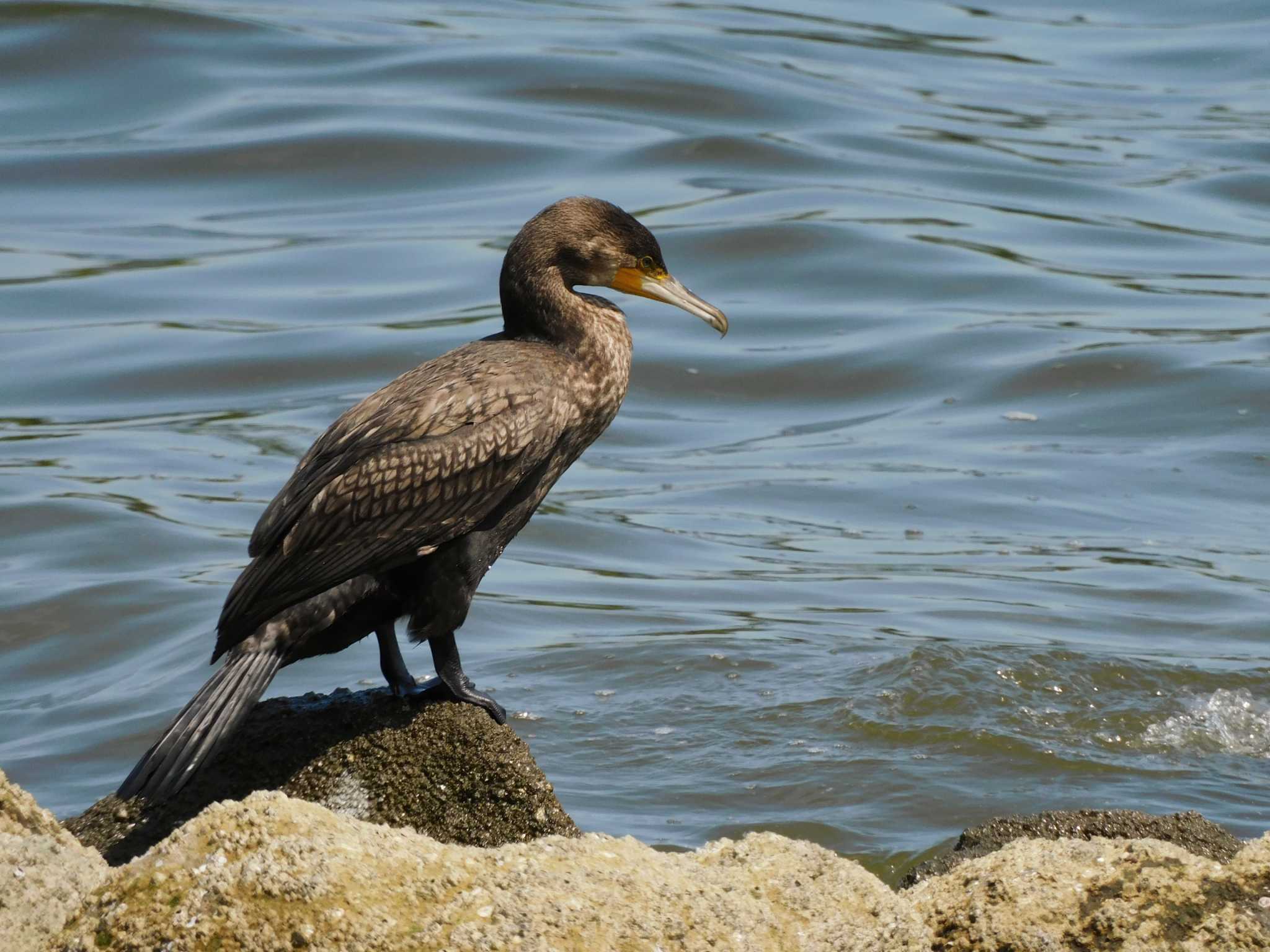 東京港野鳥公園 カワウの写真 by ウタさんぽ