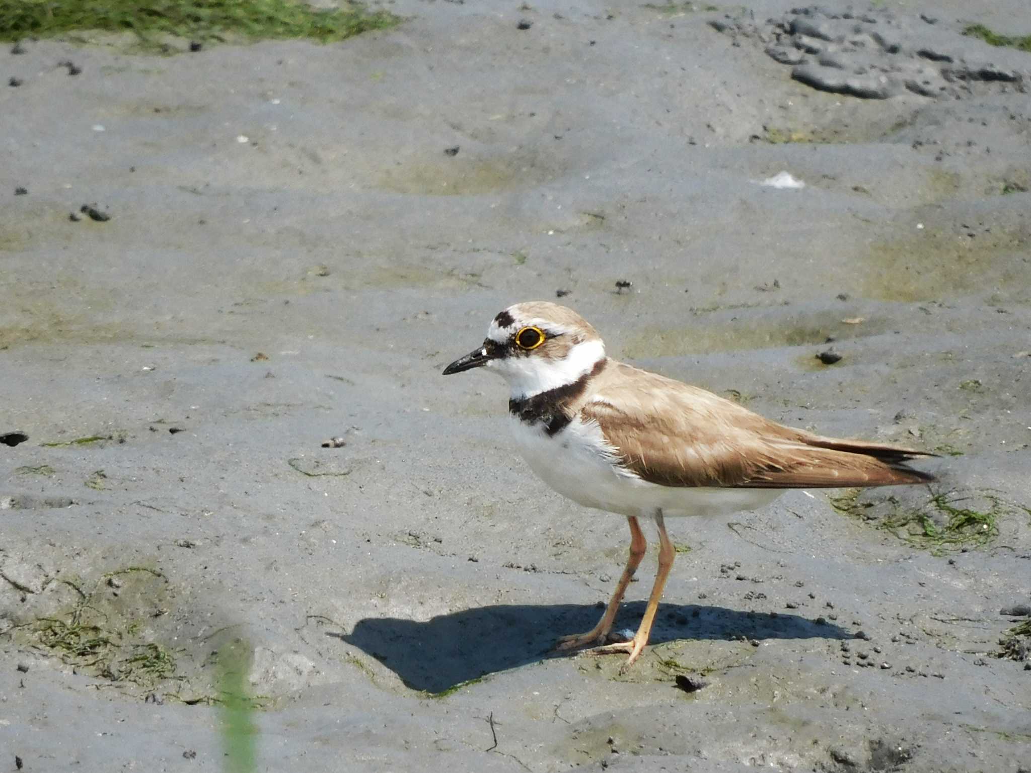 東京港野鳥公園 コチドリの写真 by ウタさんぽ