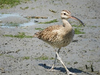 チュウシャクシギ 東京港野鳥公園 2021年7月10日(土)