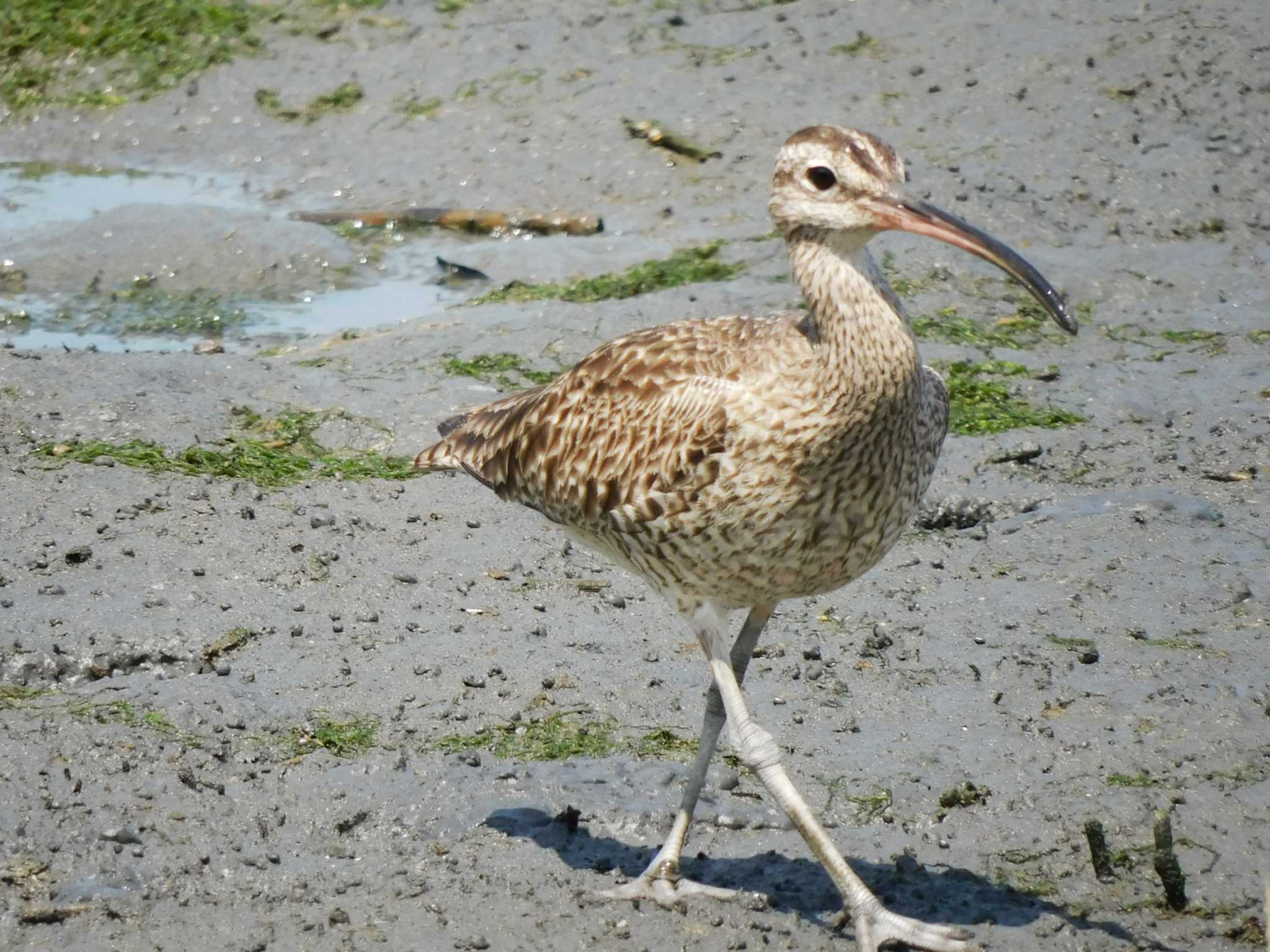 東京港野鳥公園 チュウシャクシギの写真 by ウタさんぽ