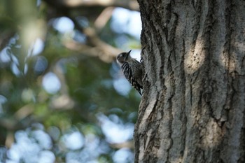 Japanese Pygmy Woodpecker 横浜自然観察の森 Tue, 3/28/2017