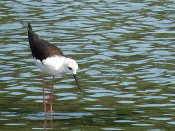 セイタカシギ 東京港野鳥公園 2021年7月10日(土)