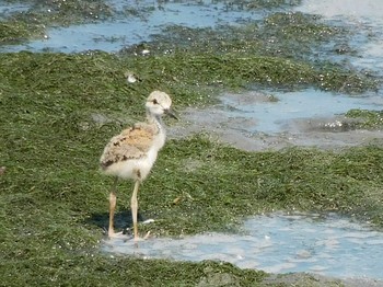 セイタカシギ 東京港野鳥公園 2021年7月10日(土)