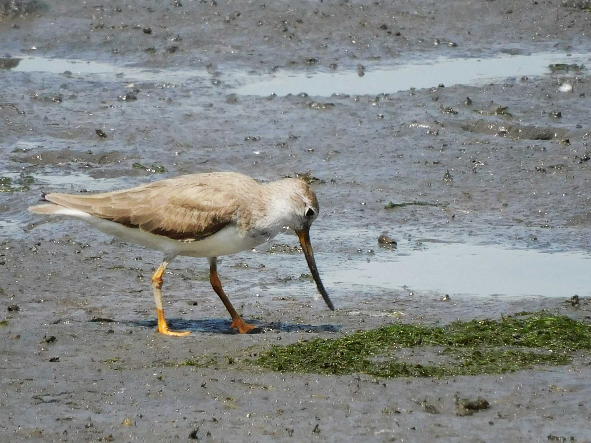 東京港野鳥公園 ソリハシシギの写真 by ウタさんぽ