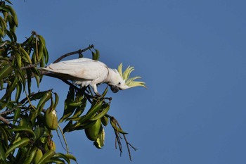 Sulphur-crested Cockatoo Laura (Australia) Sat, 10/19/2019