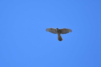 Eurasian Goshawk Unknown Spots Sat, 2/13/2021