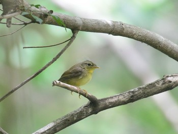 ウグイス 朝霧高原 2021年6月12日(土)