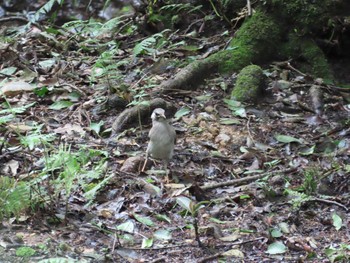 White-cheeked Starling 京都市宝ヶ池公園 Sat, 7/10/2021