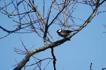 Japanese Tit 横浜市磯子区松ノ内公園 Wed, 3/22/2017