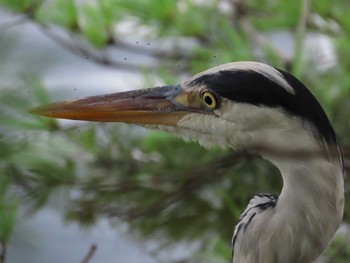 Grey Heron 京都市宝ヶ池公園 Sat, 7/10/2021