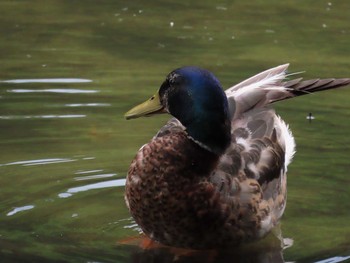 2021年7月10日(土) 京都市宝ヶ池公園の野鳥観察記録