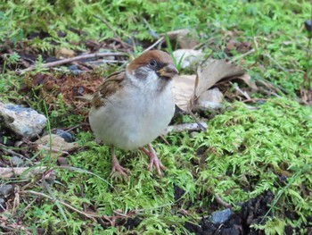 Eurasian Tree Sparrow 京都市宝ヶ池公園 Sat, 7/10/2021