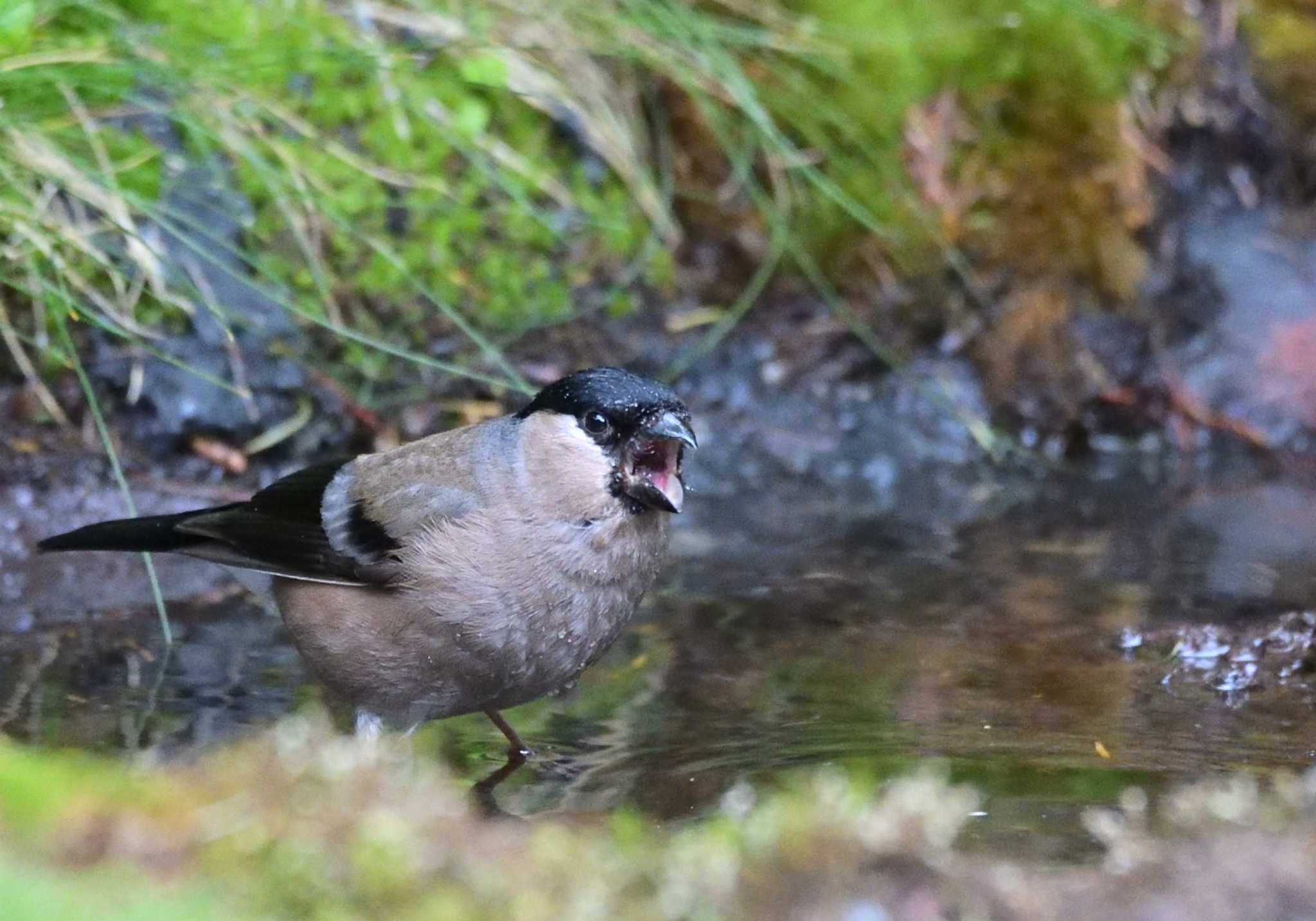 Photo of Eurasian Bullfinch at Okuniwaso(Mt. Fuji) by 塩コンブ