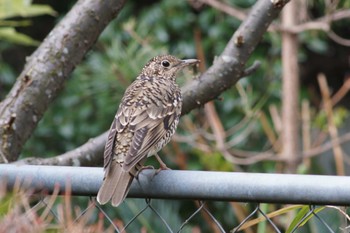 White's Thrush 横浜市磯子区松ノ内公園 Fri, 3/17/2017