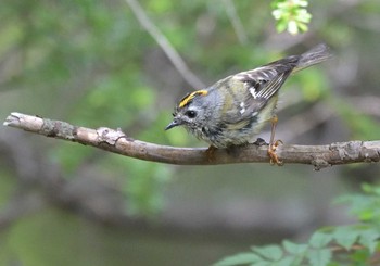 Sat, 7/10/2021 Birding report at Okuniwaso(Mt. Fuji)