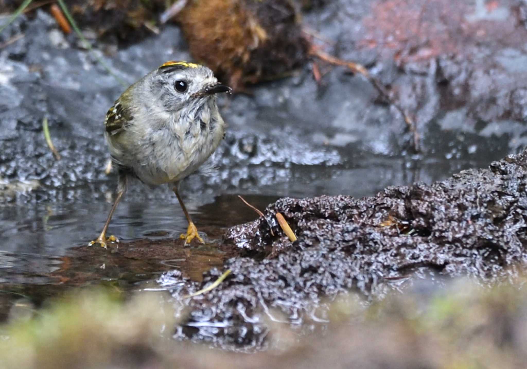 Photo of Goldcrest at Okuniwaso(Mt. Fuji) by 塩コンブ