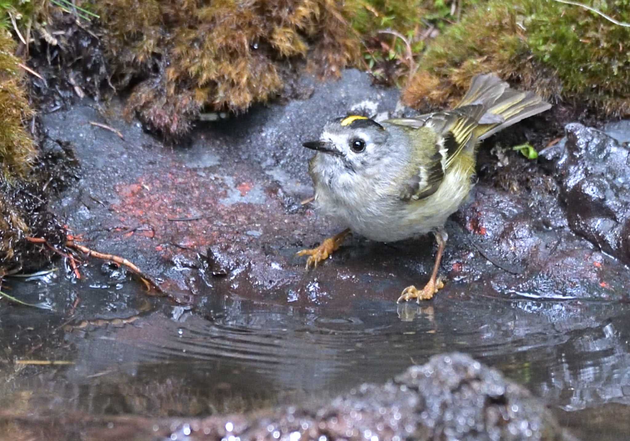 Photo of Goldcrest at Okuniwaso(Mt. Fuji) by 塩コンブ