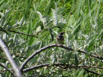 2021年7月10日(土) はまなすの丘公園(石狩市)の野鳥観察記録