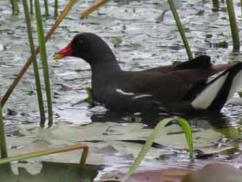 2021年7月10日(土) 東屯田遊水地の野鳥観察記録