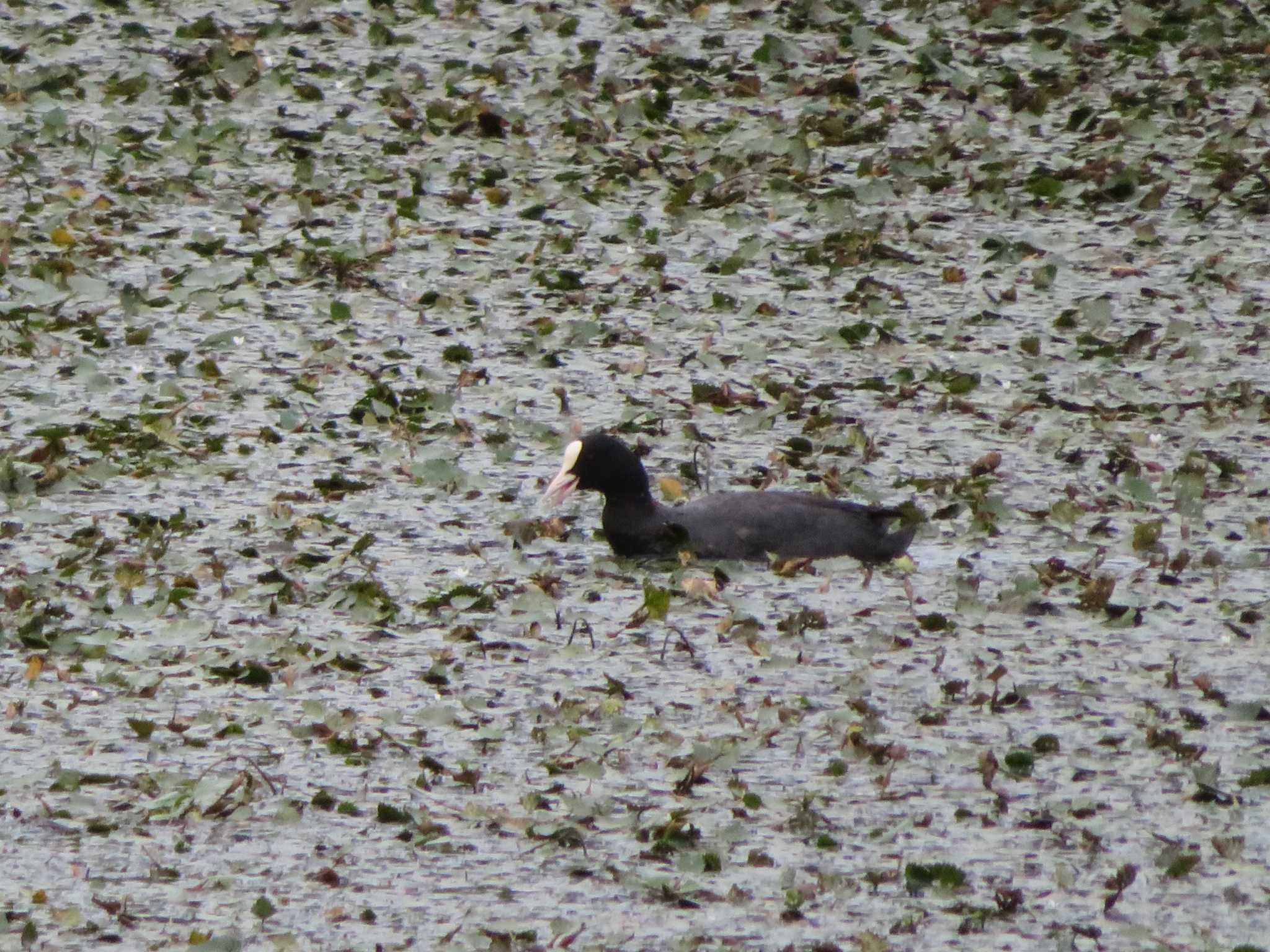 Eurasian Coot