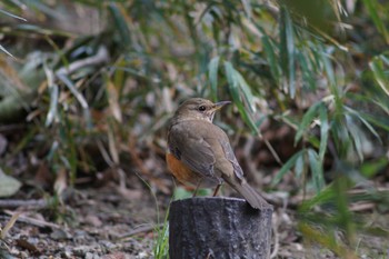 Brown-headed Thrush 横浜市磯子区松ノ内公園 Wed, 2/22/2017