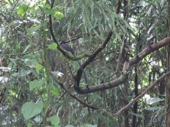 2021年7月10日(土) 八王子城跡の野鳥観察記録