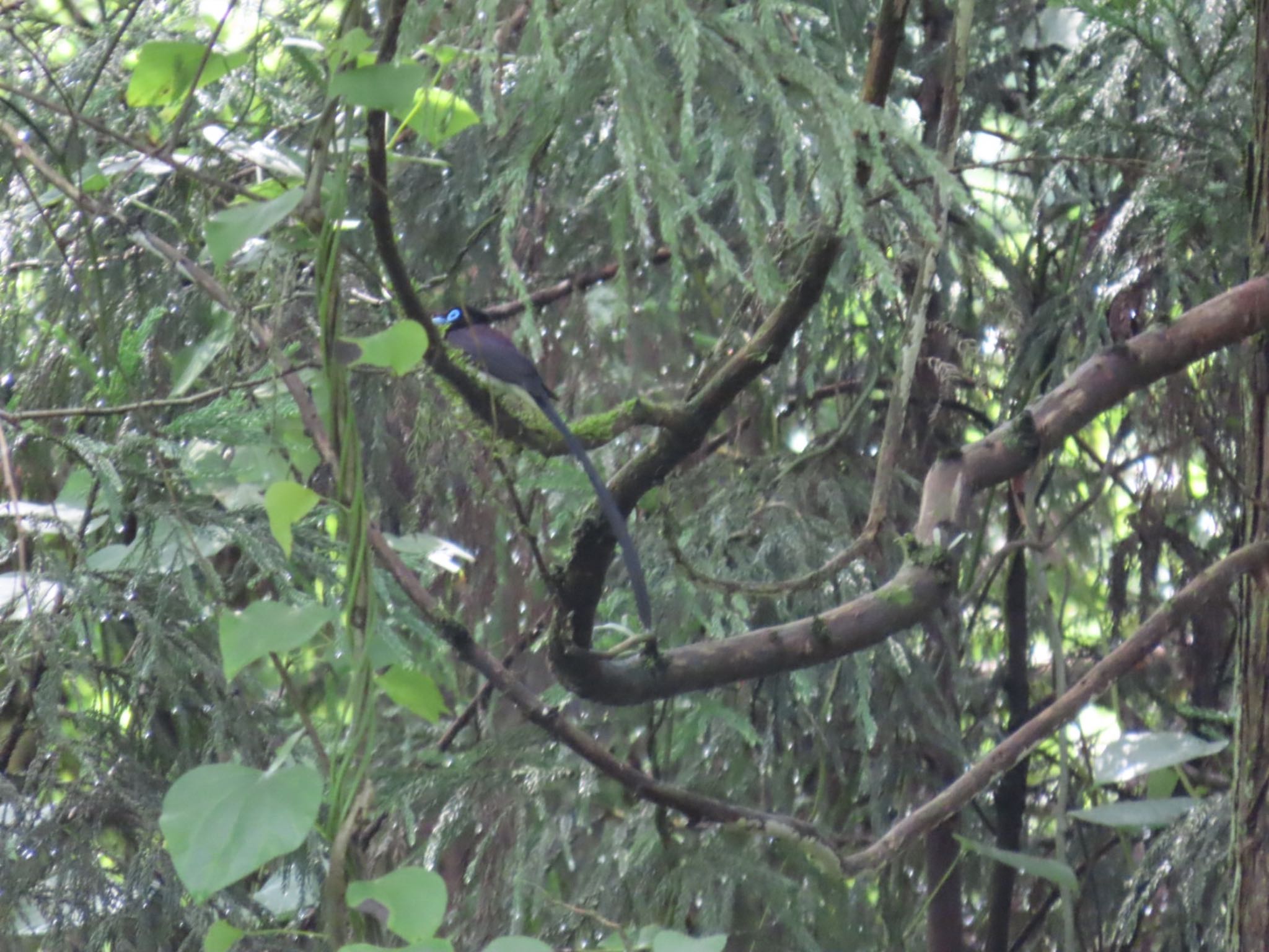 Black Paradise Flycatcher