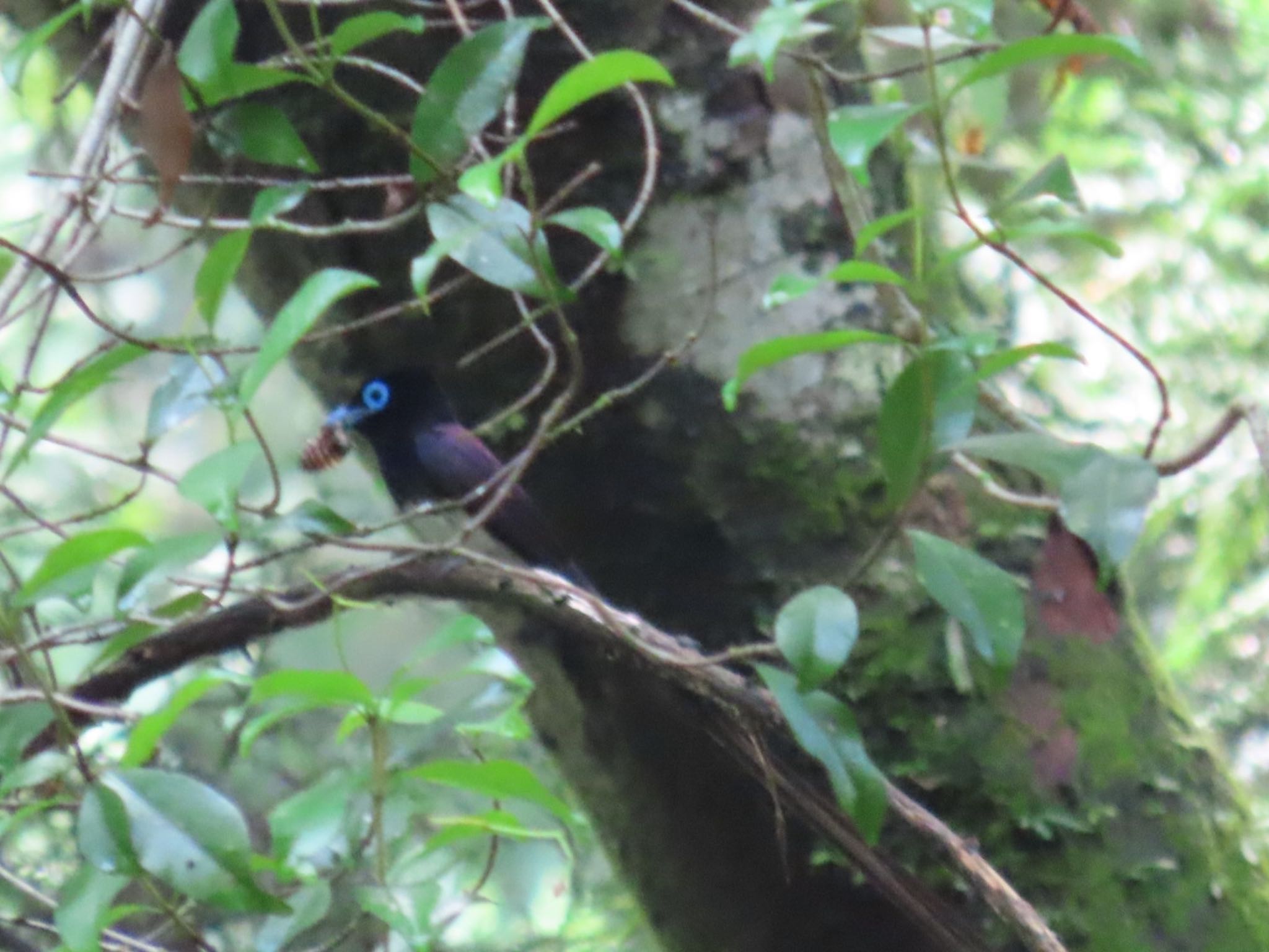 Black Paradise Flycatcher