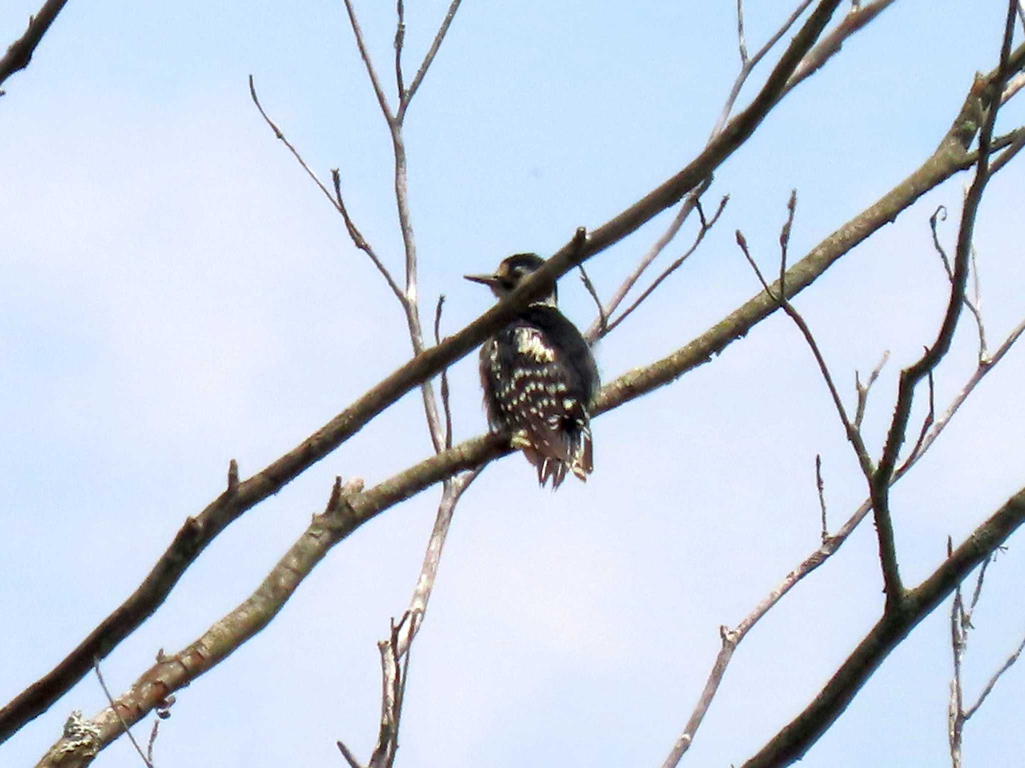 Photo of Great Spotted Woodpecker at ひるがの高原(蛭ヶ野高原) by OHモリ