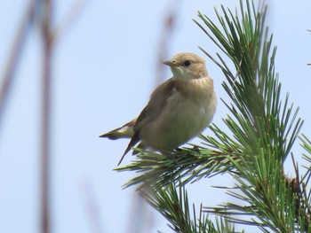 2021年7月10日(土) ひるがの高原(蛭ヶ野高原)の野鳥観察記録