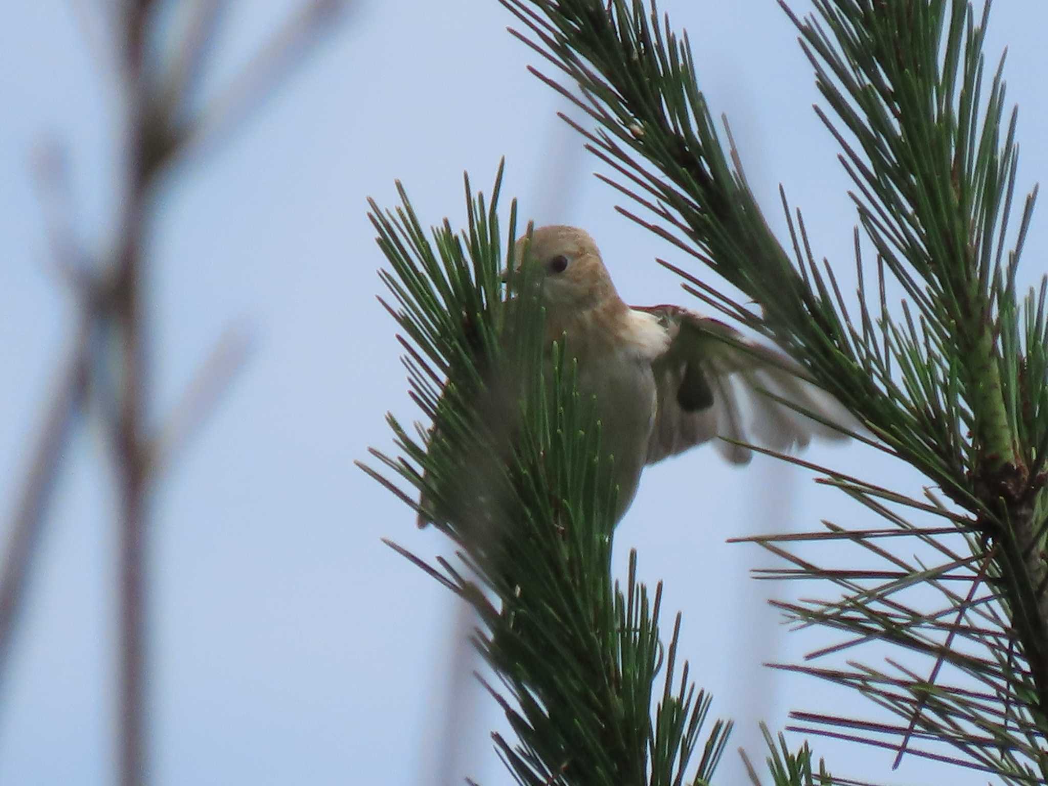 Photo of Chestnut-cheeked Starling at ひるがの高原(蛭ヶ野高原) by OHモリ