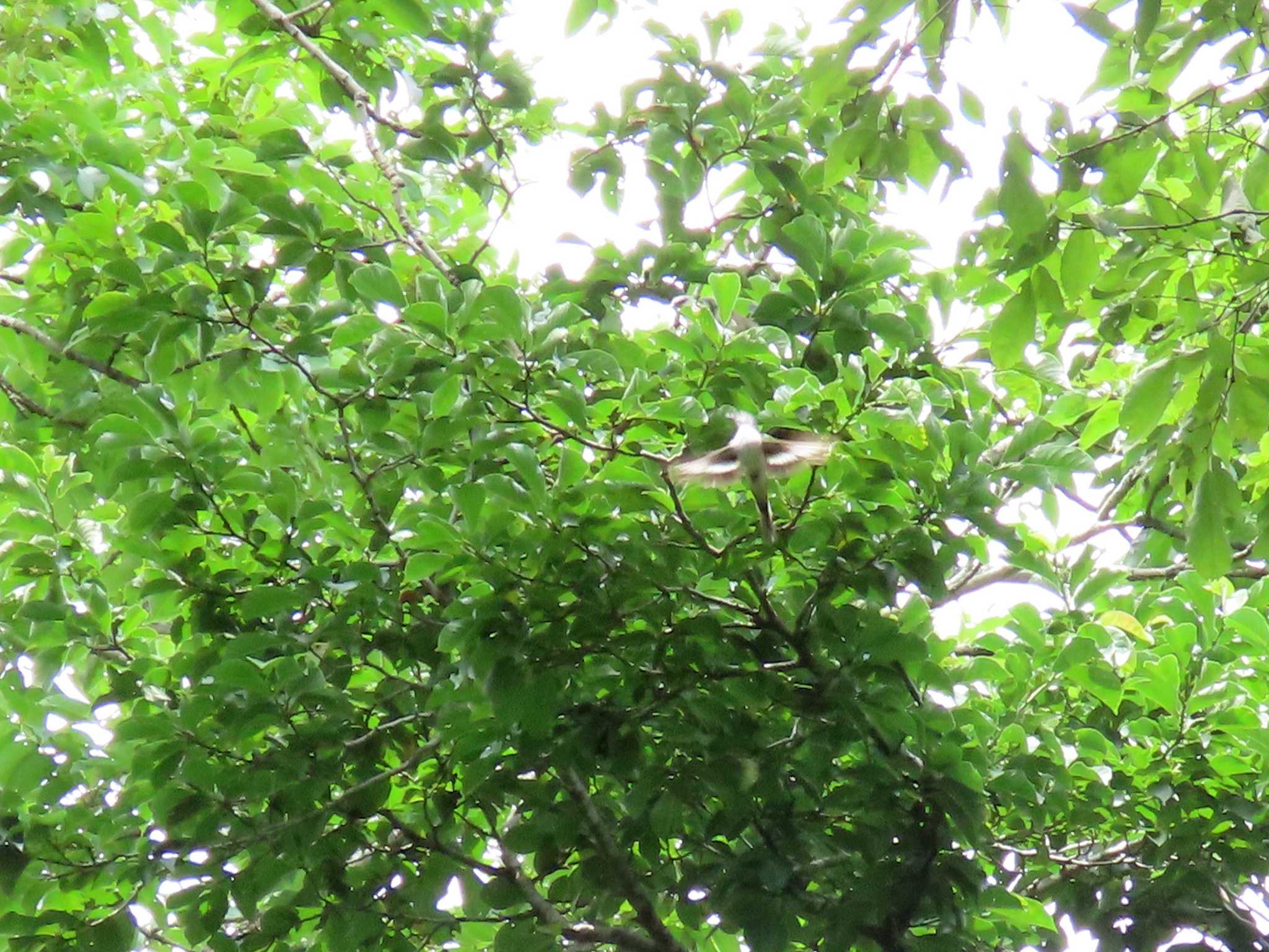 Photo of Ashy Minivet at ひるがの高原(蛭ヶ野高原) by OHモリ