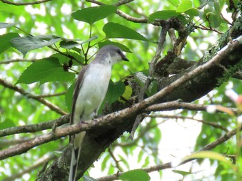 サンショウクイ ひるがの高原(蛭ヶ野高原) 2021年7月10日(土)