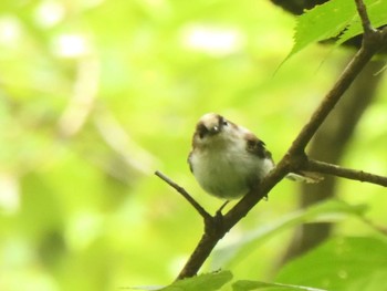 エナガ 長良川ふれあいの森 2021年7月10日(土)