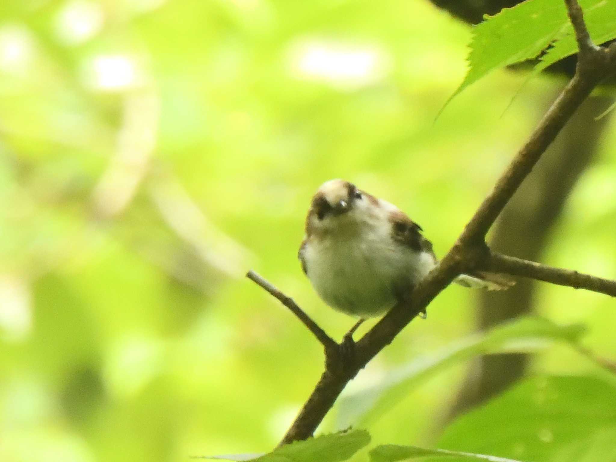 Long-tailed Tit