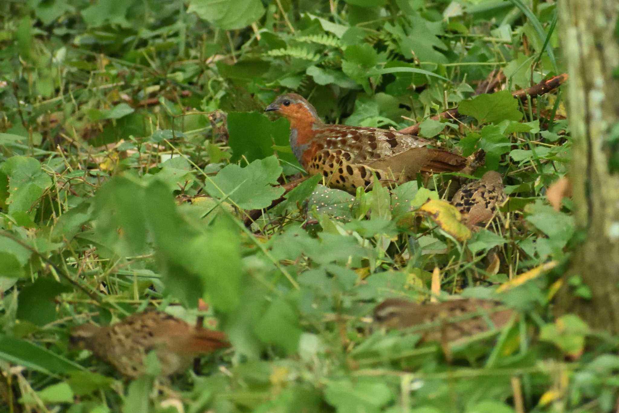 Photo of Chinese Bamboo Partridge at 長良川ふれあいの森 by よつくん