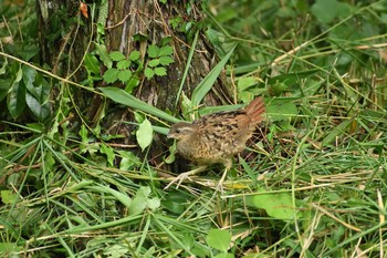 コジュケイ 長良川ふれあいの森 2021年7月10日(土)