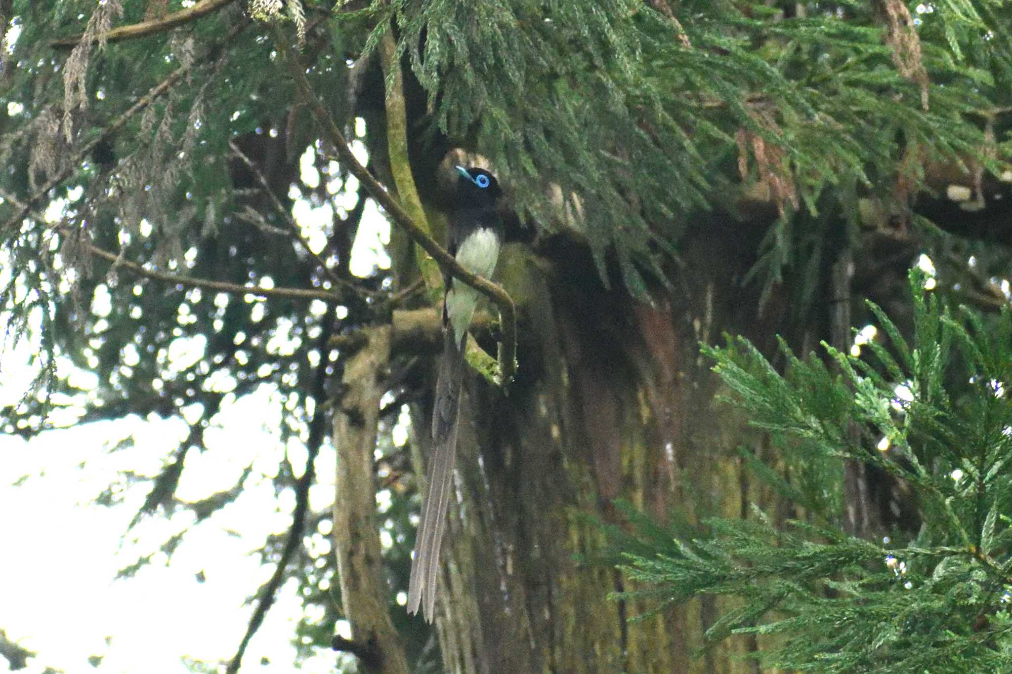 Black Paradise Flycatcher