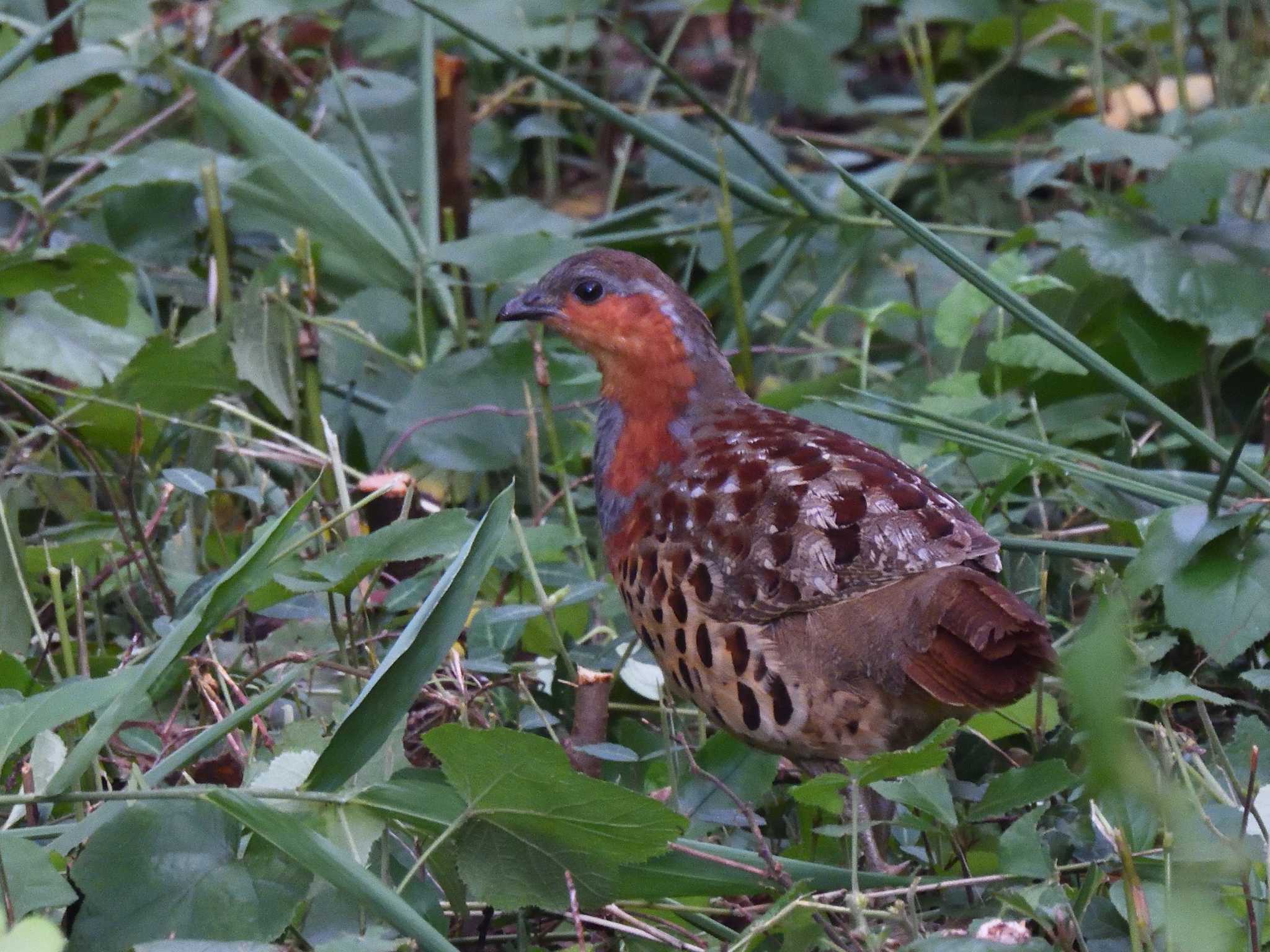 Chinese Bamboo Partridge