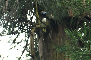 Black Paradise Flycatcher 長良川ふれあいの森 Sat, 7/10/2021